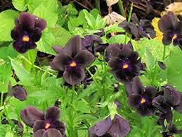 Image result for Viola x wittrockiana `Hiemalis`