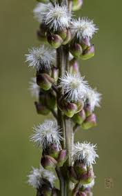 Attēlu rezultāti vaicājumam “Triglochin palustre flower”