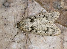 Attēlu rezultāti vaicājumam “Diurnea fagella”