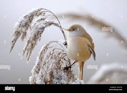 Attēlu rezultāti vaicājumam “Panurus biarmicus female”