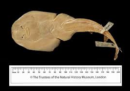 Image result for Rhinobatos rhinobatos