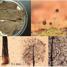 Attēlu rezultāti vaicājumam “Paradiacheopsis rigida stalked”