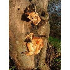 Attēlu rezultāti vaicājumam “Sarcodontia crocea”