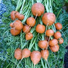Attēlu rezultāti vaicājumam “Daucus carota subsp. carota fruit”