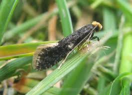 Attēlu rezultāti vaicājumam “Monopis weaverella”