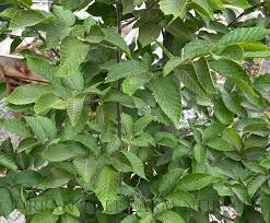 Attēlu rezultāti vaicājumam “Carpinus betulus fruit”