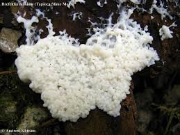 Attēlu rezultāti vaicājumam “Brefeldia maxima spores”