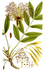 Attēlu rezultāti vaicājumam “Fraxinus excelsior fruit”