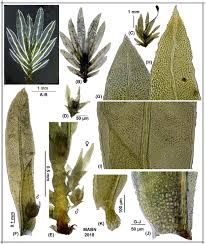 Attēlu rezultāti vaicājumam “Fissidens bryoides sporophyte”
