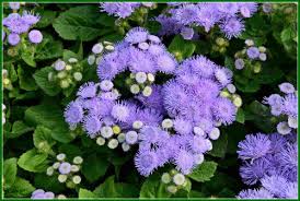 Image result for Ageratum mexicanum