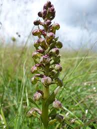 Attēlu rezultāti vaicājumam “Coeloglossum viride flower”