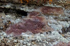 Attēlu rezultāti vaicājumam “Ceriporia”