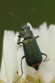 Attēlu rezultāti vaicājumam “Malachidae”