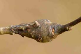 Attēlu rezultāti vaicājumam “Rabdophaga salicis”