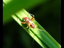 Attēlu rezultāti vaicājumam “Closterotomus biclavatus nymph”