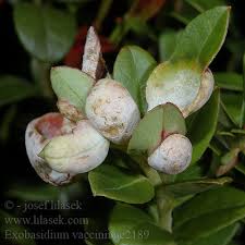 Attēlu rezultāti vaicājumam “Exobasidium vaccinii”