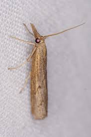 Attēlu rezultāti vaicājumam “Pediasia contaminella”