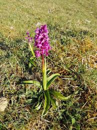 Attēlu rezultāti vaicājumam “Orchis mascula flower”