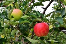 Attēlu rezultāti vaicājumam “Malus domestica fruit”