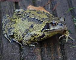Attēlu rezultāti vaicājumam “Rana temporaria”