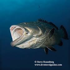 Image result for Mycteroperca interstitialis