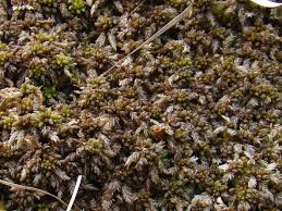 Attēlu rezultāti vaicājumam “Sphagnum austinii”