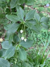 Attēlu rezultāti vaicājumam “Enkianthus chinensis leaf”