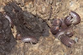 Attēlu rezultāti vaicājumam “Lycogala convexum”