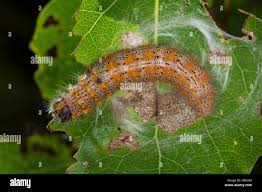 Attēlu rezultāti vaicājumam “Clostera curtula”