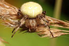 Attēlu rezultāti vaicājumam “Araneus quadratus female”