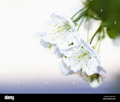 Attēlu rezultāti vaicājumam “Cerasus bud”