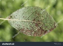 Attēlu rezultāti vaicājumam “Tranzschelia pruni-spinosae spores”