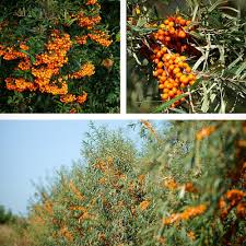 Attēlu rezultāti vaicājumam “Hippophae rhamnoides male flower”