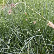 Attēlu rezultāti vaicājumam “Sesleria caerulea fruit”