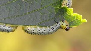 Attēlu rezultāti vaicājumam “Nematus ribesii”