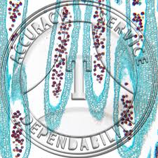 Attēlu rezultāti vaicājumam “Menyanthes trifoliata bud”