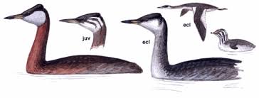 Attēlu rezultāti vaicājumam “Podiceps grisegena”