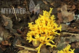 Attēlu rezultāti vaicājumam “Ramariopsis crocea”