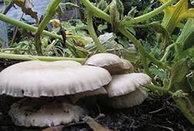 Attēlu rezultāti vaicājumam “Hypsizygus ulmarius”