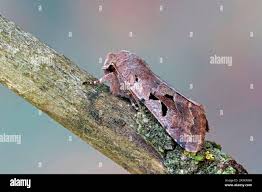 Attēlu rezultāti vaicājumam “Orthosia sp.”