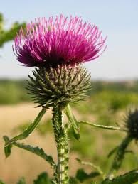 Attēlu rezultāti vaicājumam “Carduus crispus”