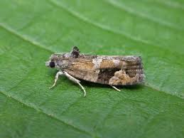 Attēlu rezultāti vaicājumam “Eudemis porphyrana”