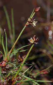 Attēlu rezultāti vaicājumam “Juncus bulbosus”