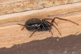 Attēlu rezultāti vaicājumam “Steatoda grossa”