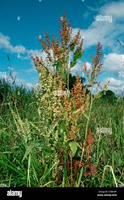 Attēlu rezultāti vaicājumam “Rumex hydrolapathum fruit”