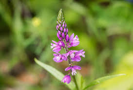 Attēlu rezultāti vaicājumam “Polygala comosa flower”