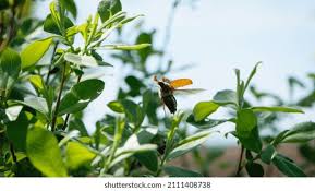 Attēlu rezultāti vaicājumam “Melolontha melolontha imago”