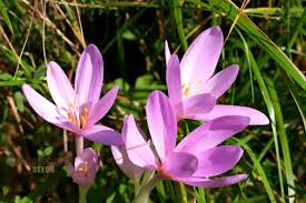 Attēlu rezultāti vaicājumam “Colchicum autumnale”