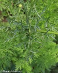 Attēlu rezultāti vaicājumam “Daucus sativus”