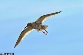 Attēlu rezultāti vaicājumam “Tringa totanus”